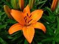 Lysorange