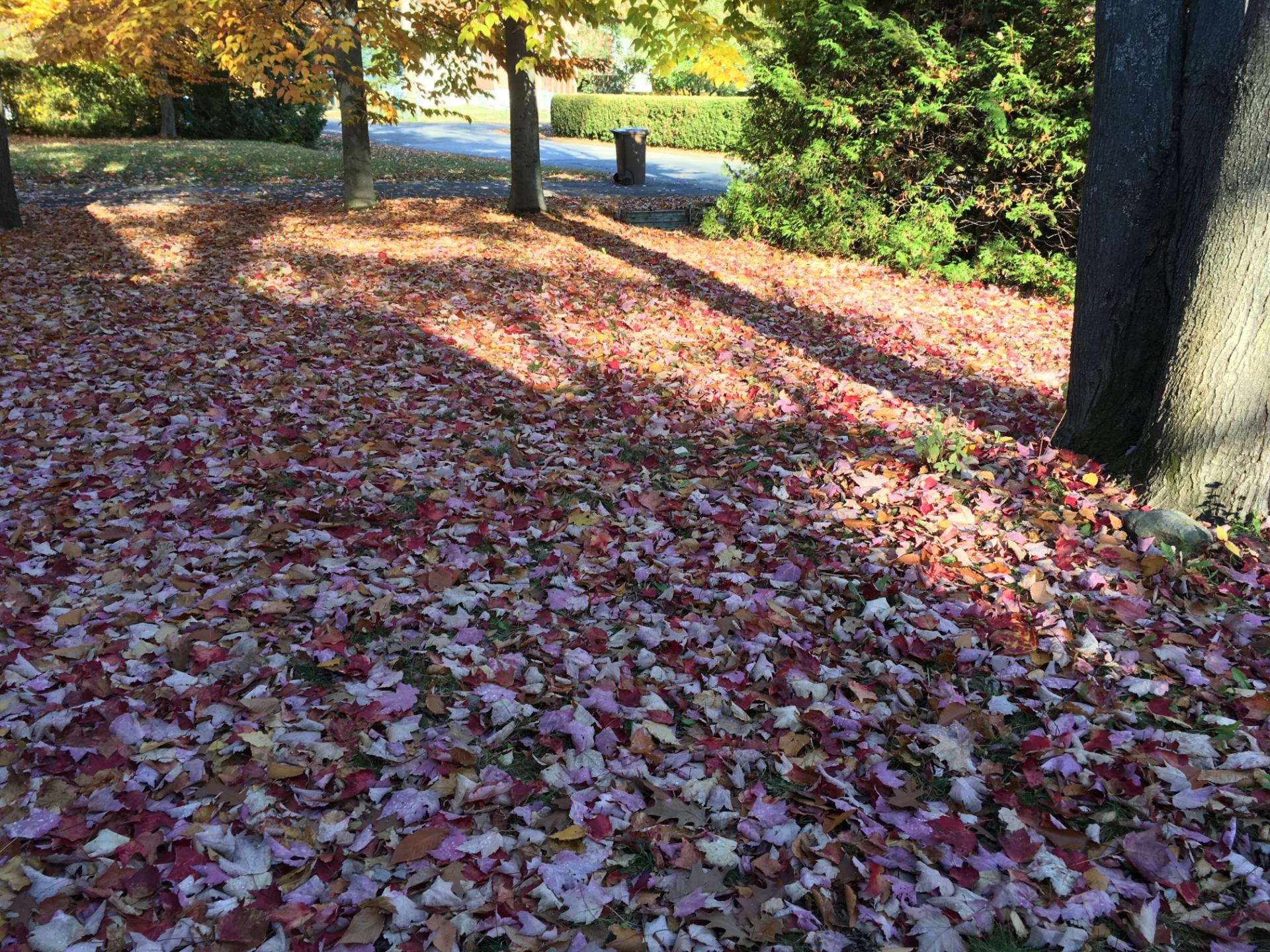 Josée Desrosiers feuilles d'automne Mascouche