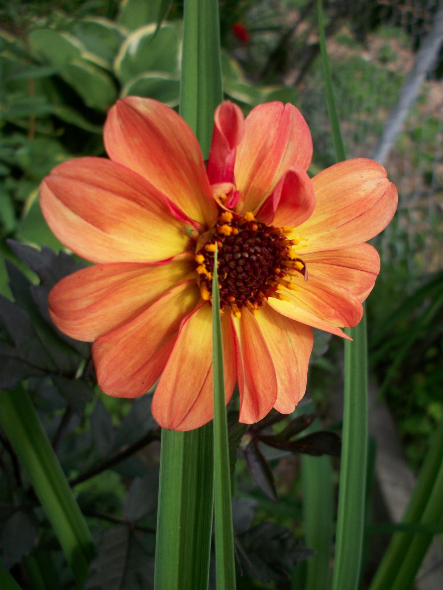 Josée Desrosiers dahlia