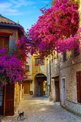 Dp 29441919 bougainv