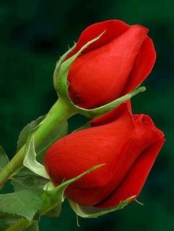 Roses rouges jnm