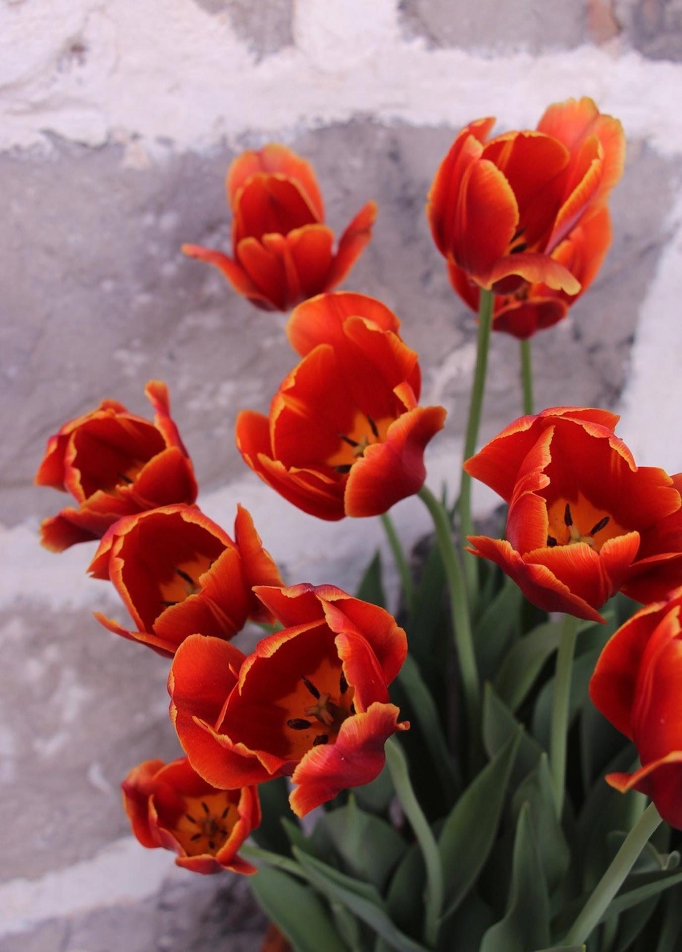 Lison Gervais tulipes orangées