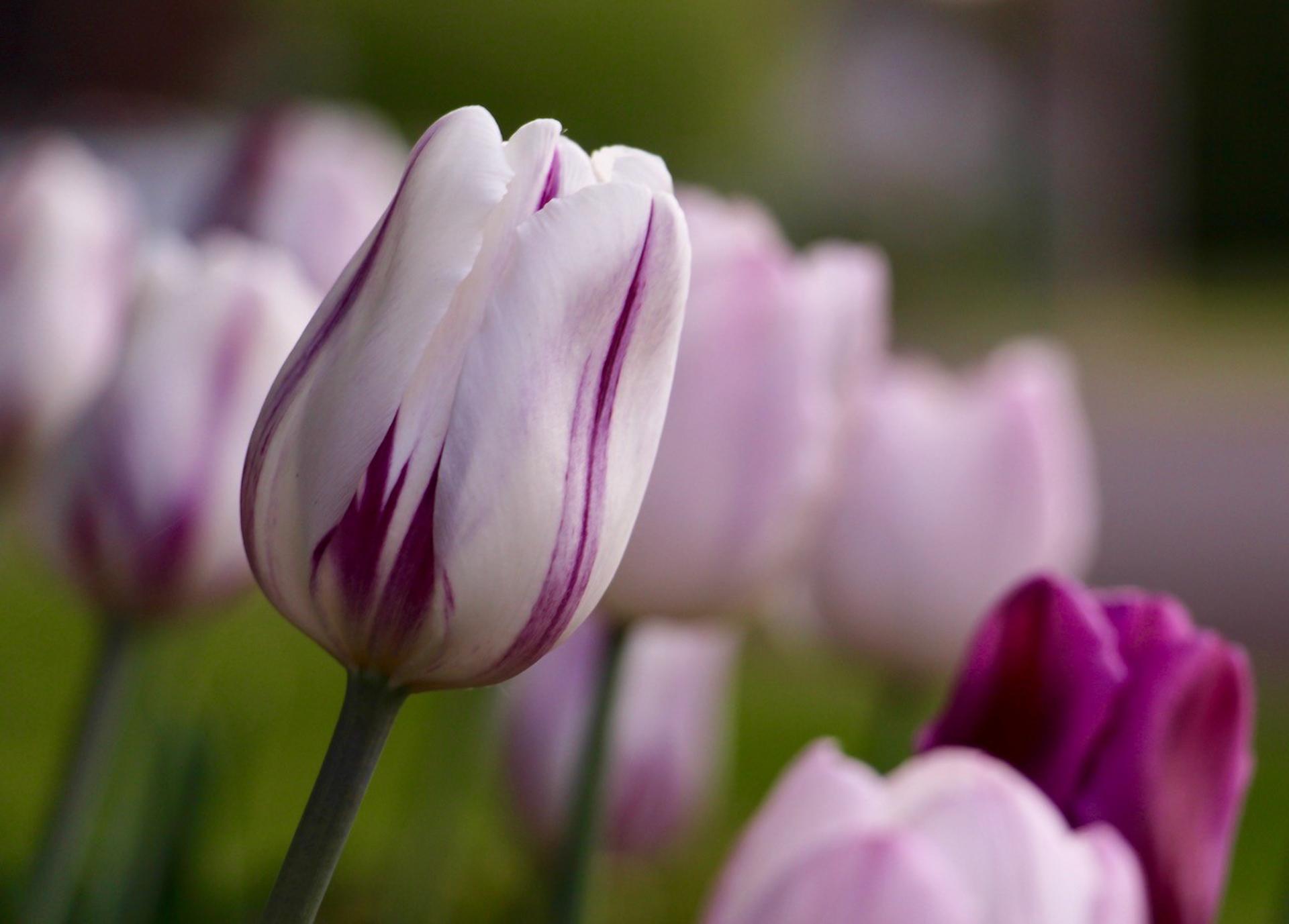 Lison Gervais tulipes panachées