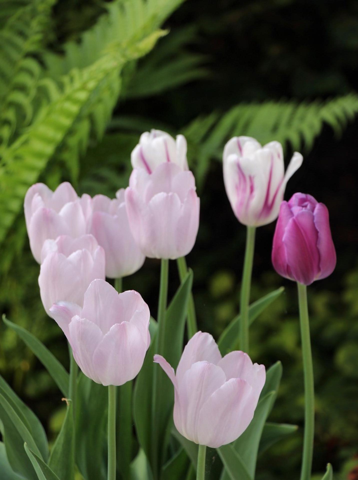 Lison Gervais tulipes rosées