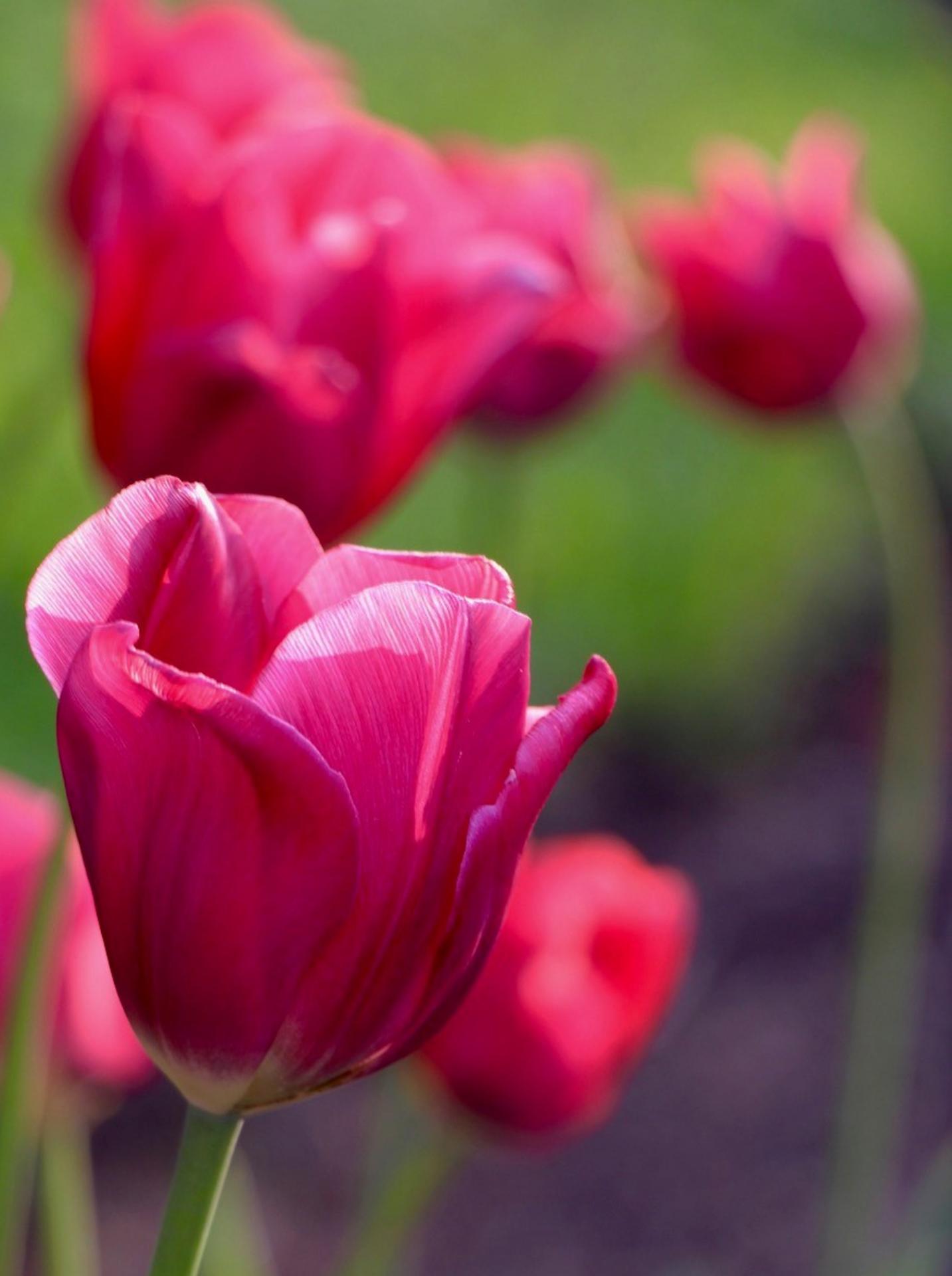 Lison Gervais tulipes rose foncé